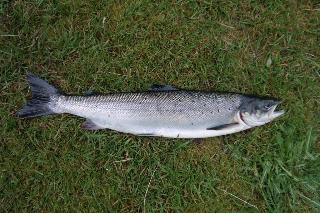 Holmset Camping And Fishing Namdalseid المظهر الخارجي الصورة